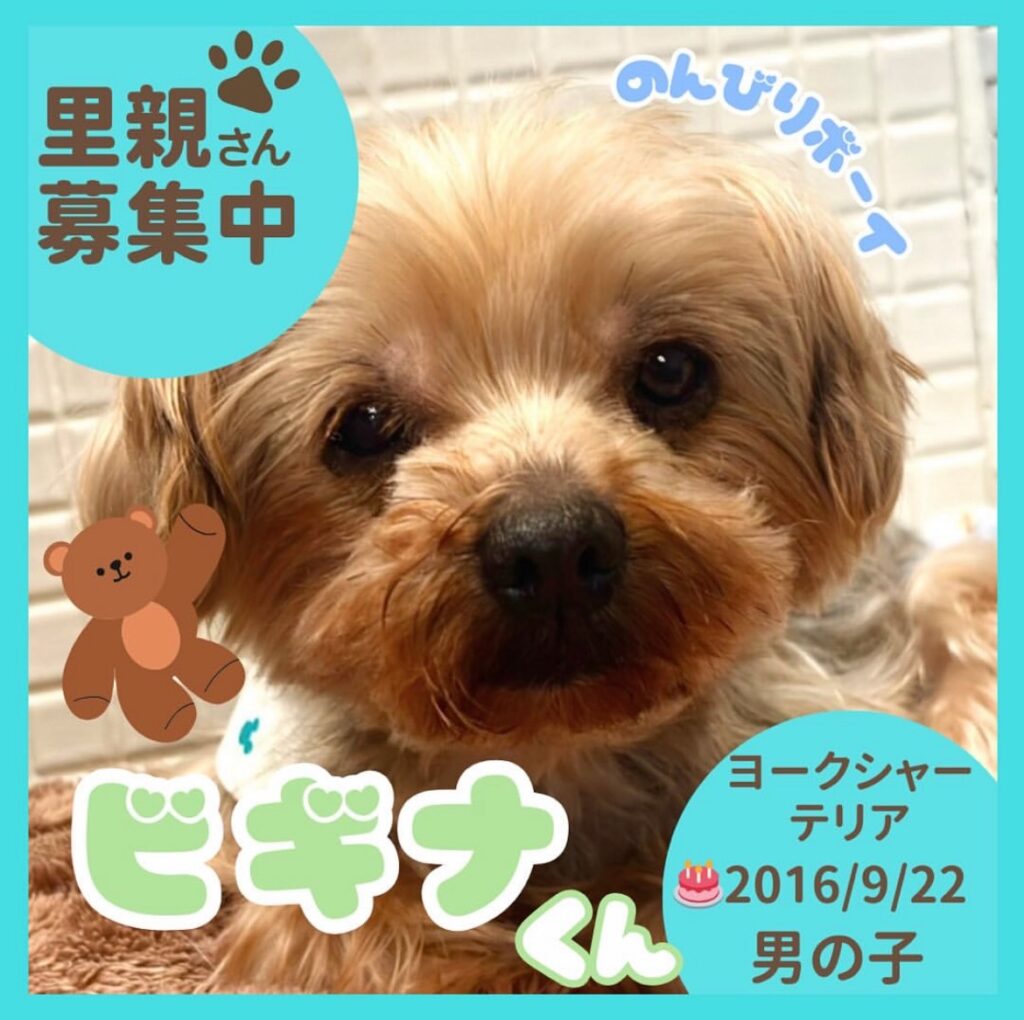ビギナくん