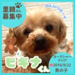 ビギナくん