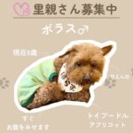 ボラスくん