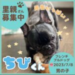 ちびくん