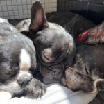sleepdogs