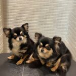 twice dogs