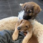 hug dogs