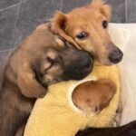 sleep dogs