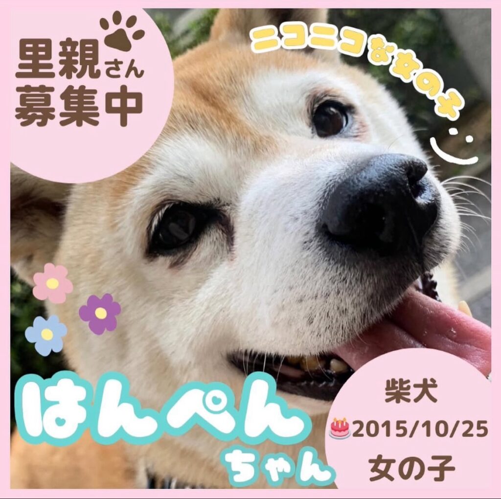 はんぺんちゃん