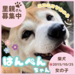 はんぺんちゃん