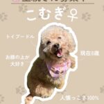 こむぎちゃん