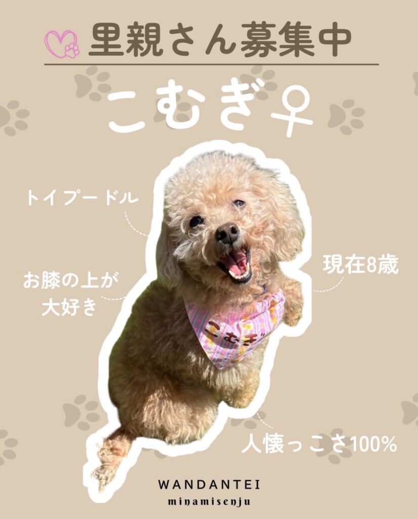 こむぎちゃん