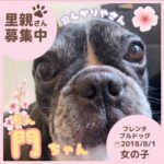 門ちゃん