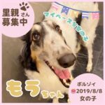 もうちゃん