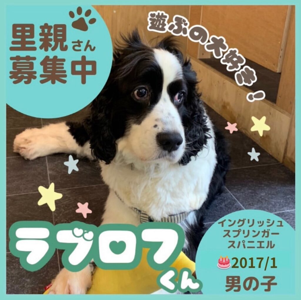 ラブロフくん