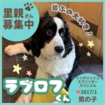 ラブロフくん