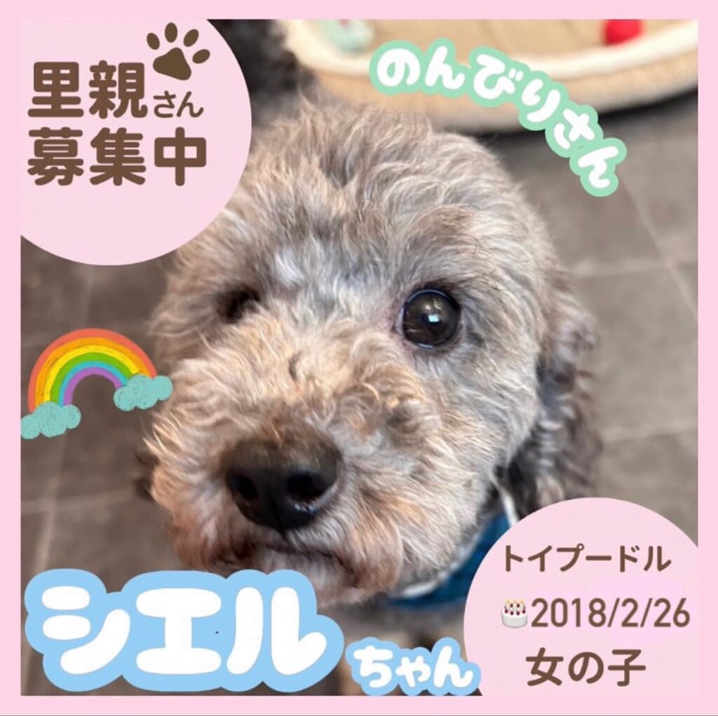 シエルちゃん