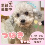 つばきちゃん