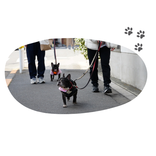 dog waking